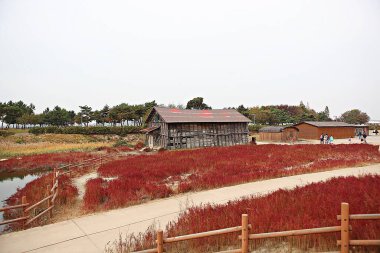 Burası Kore tuzunu depolayan bir depo.