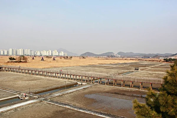 Solniczka Produkująca Sól Koreańską — Zdjęcie stockowe