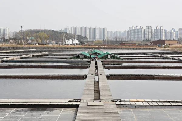Solniczka Produkująca Sól Koreańską — Zdjęcie stockowe