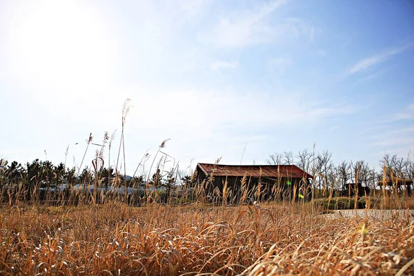 これは韓国の塩を保管する倉庫です — ストック写真