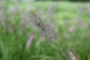 Kore parkında yetişen yabani bir ottur.