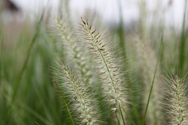 Kore parkında yetişen yabani bir ottur.