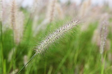 Kore parkında yetişen yabani bir ottur.