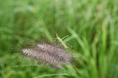Kore parkında yetişen yabani bir ottur.