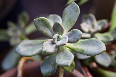 Kore botanik bahçesinden bir kaktüs.