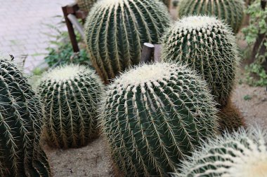 Kore botanik bahçesinden bir kaktüs.