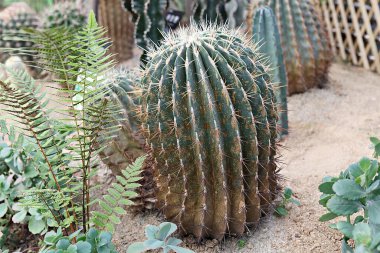 Kore botanik bahçesinden bir kaktüs.