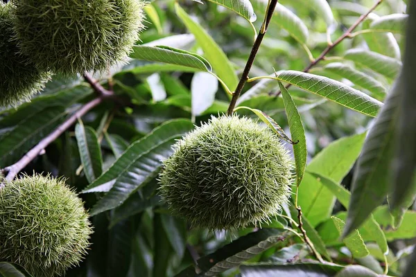 Coreano Alimentos Frutas Castanha — Fotografia de Stock