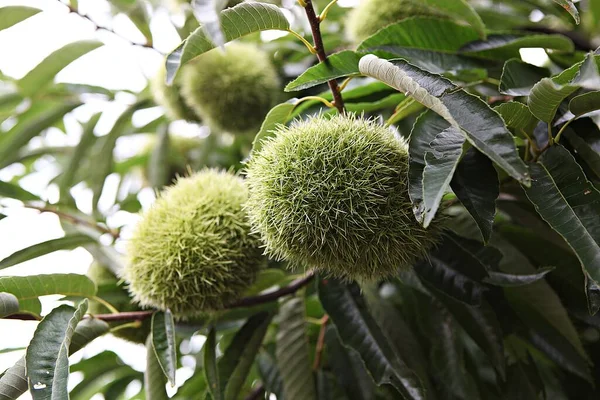 Coreano Alimentos Frutas Castanha — Fotografia de Stock