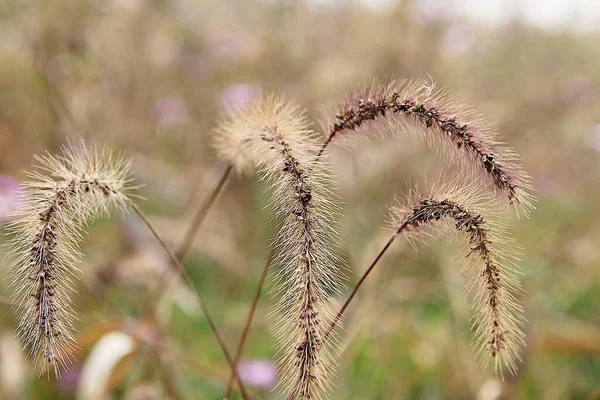 它是生长在韩国公园里的野草 — 图库照片