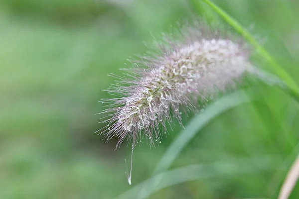 Wild Grass Growing Korea Park — Stock Photo, Image