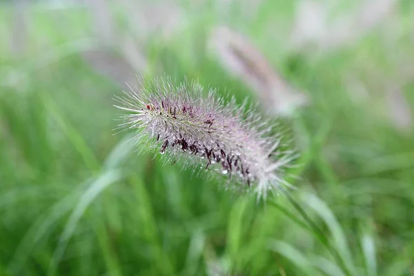 Ist Ein Wildes Gras Das Einem Koreanischen Park Wächst — Stockfoto