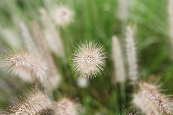 Ist Ein Wildes Gras Das Einem Koreanischen Park Wächst — Stockfoto