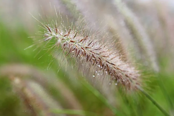 Ist Ein Wildes Gras Das Einem Koreanischen Park Wächst — Stockfoto