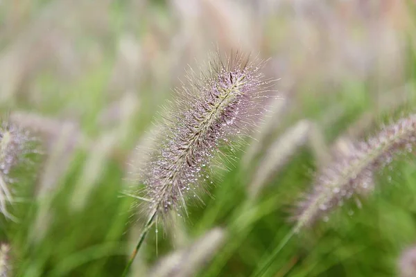 Ist Ein Wildes Gras Das Einem Koreanischen Park Wächst — Stockfoto