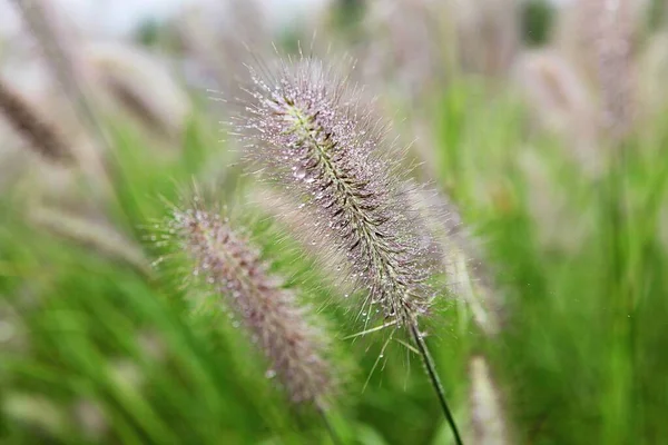 Ist Ein Wildes Gras Das Einem Koreanischen Park Wächst — Stockfoto