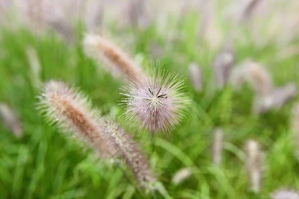 Ist Ein Wildes Gras Das Einem Koreanischen Park Wächst — Stockfoto