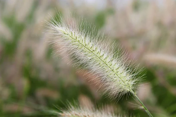 Est Une Herbe Sauvage Qui Pousse Dans Parc Coréen — Photo