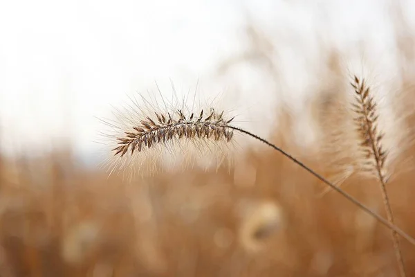 Est Une Herbe Sauvage Qui Pousse Dans Parc Coréen — Photo