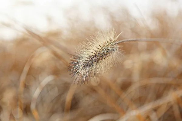 Una Hierba Silvestre Que Crece Parque Corea — Foto de Stock