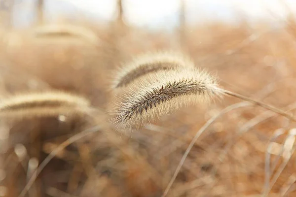 Ist Ein Wildes Gras Das Einem Koreanischen Park Wächst — Stockfoto