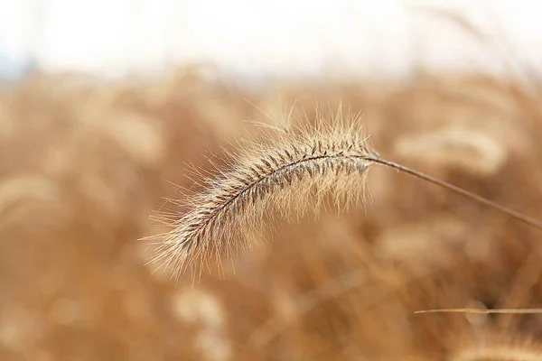 Est Une Herbe Sauvage Qui Pousse Dans Parc Coréen — Photo