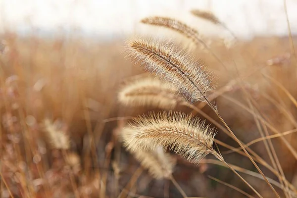 它是生长在韩国公园里的野草 — 图库照片