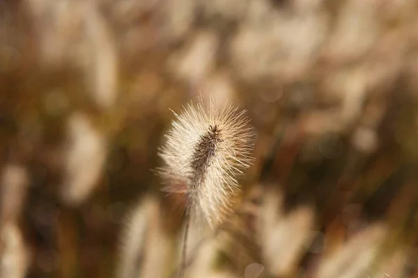 Est Une Herbe Sauvage Qui Pousse Dans Parc Coréen — Photo