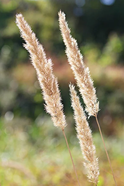 韓国公園で育つ野生の草です — ストック写真