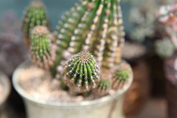 Ist Ein Kaktus Vom Koreanischen Botanischen Garten — Stockfoto