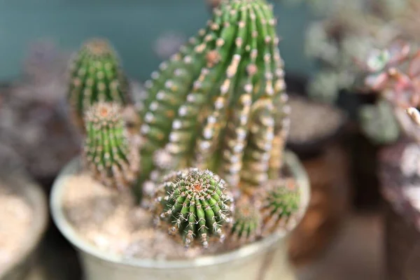 Det Kaktus Från Koreanska Botaniska Trädgården — Stockfoto