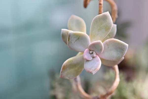 Cactus Korean Botanical Garden — Stock Photo, Image