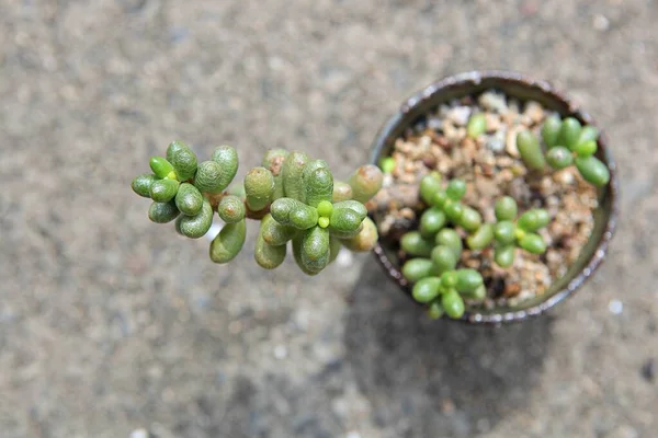 Het Een Cactus Van Koreaanse Botanische Tuin — Stockfoto