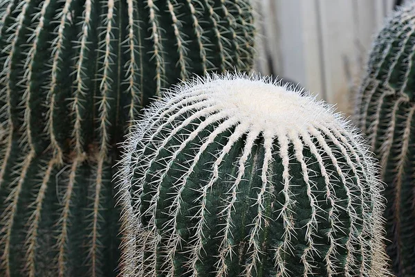 Egy Kaktusz Koreai Botanikus Kertből — Stock Fotó