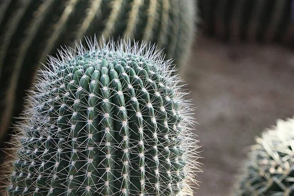 Cactus Korean Botanical Garden — Stock Photo, Image