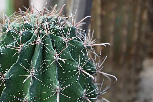 Cactus Korean Botanical Garden — Stock Photo, Image