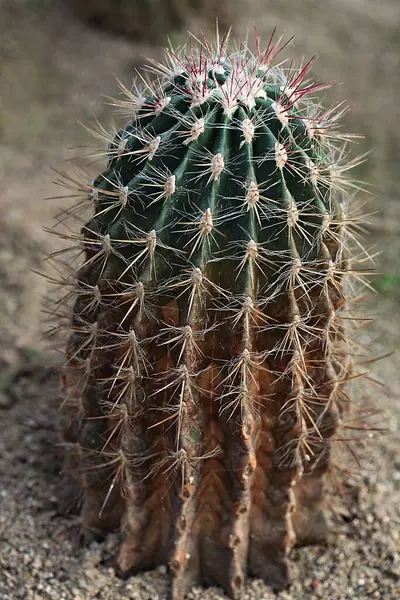 Jest Kaktusowy Koreañskiego Ogrodu Botanicznego — Zdjęcie stockowe