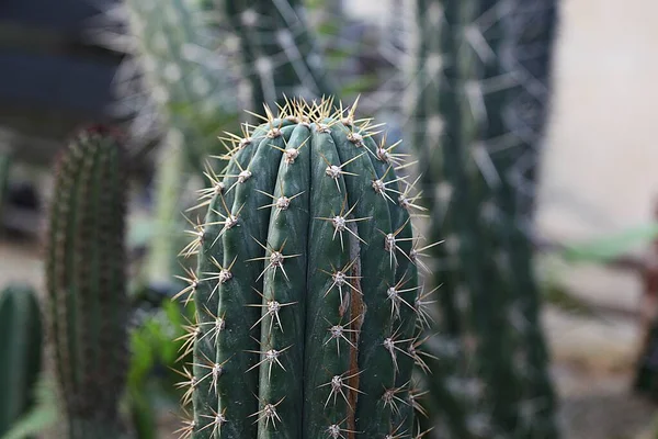 Ist Ein Kaktus Vom Koreanischen Botanischen Garten — Stockfoto