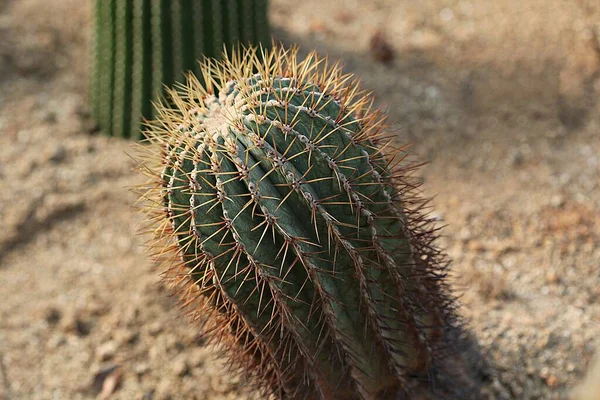 Cactus Korean Botanical Garden — Stock Photo, Image