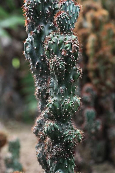 Ist Ein Kaktus Vom Koreanischen Botanischen Garten — Stockfoto