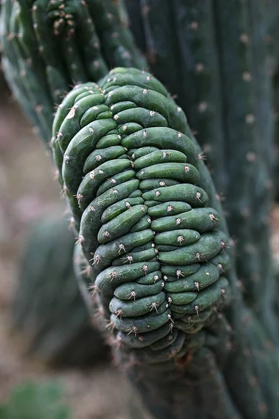 Cactus Del Jardín Botánico Coreano —  Fotos de Stock