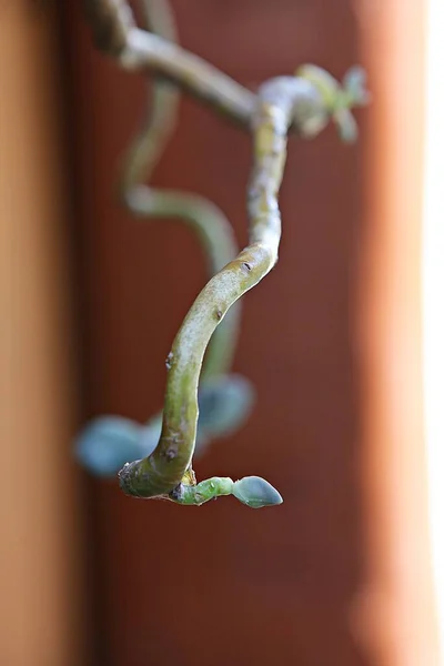 Cactus Korean Botanical Garden — Stock Photo, Image