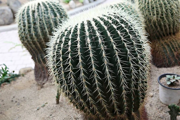 Het Een Cactus Van Koreaanse Botanische Tuin — Stockfoto