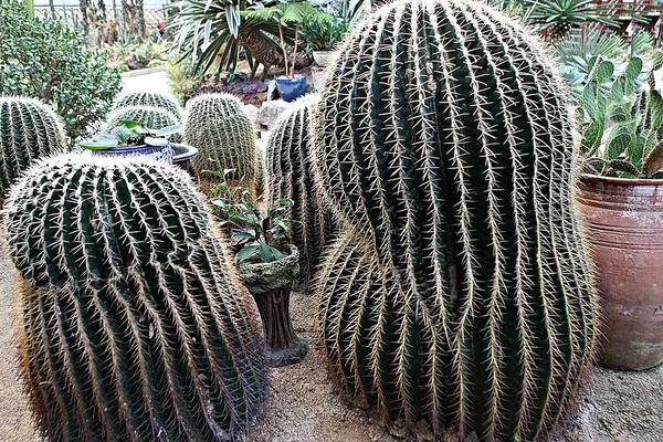 Jest Kaktusowy Koreañskiego Ogrodu Botanicznego — Zdjęcie stockowe