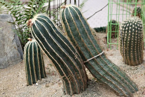 Jest Kaktusowy Koreañskiego Ogrodu Botanicznego — Zdjęcie stockowe