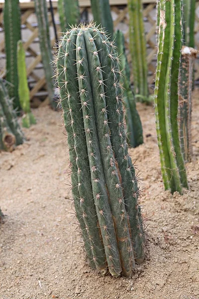 Cactus Korean Botanical Garden Stock Image