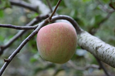 Kore yemeği elma meyvesi