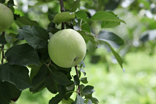 Korean Food Fruit Apple — Stock Photo, Image