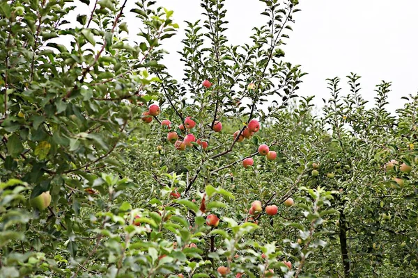 Korean Food Fruit Apple — Stock Photo, Image