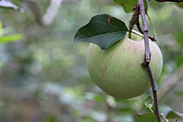 Korean Food Fruit Apple — Stock Photo, Image